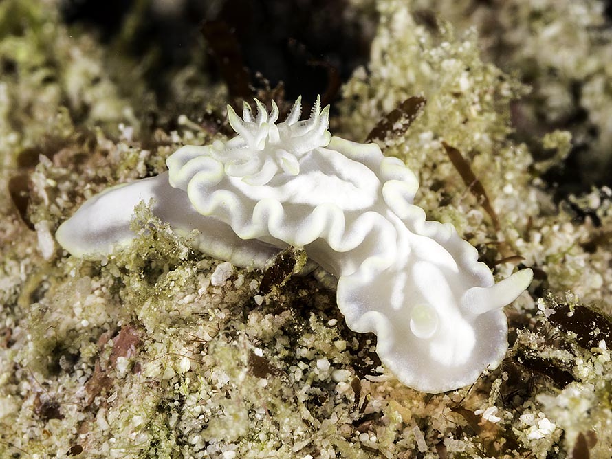 Glossodoris pallida